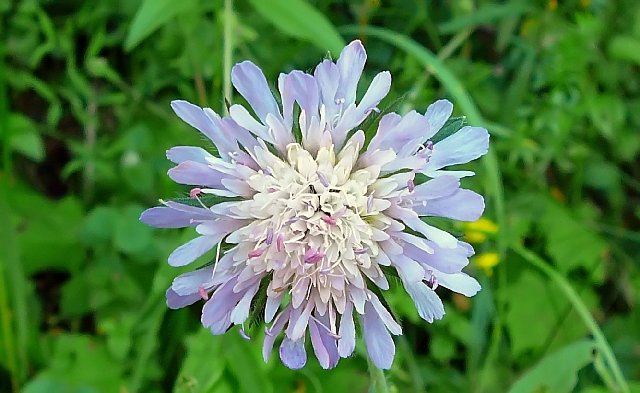 fleur bleu.jpg